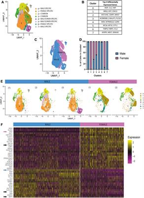 Single-Cell RNA sequencing investigation of female-male differences under PAD conditions
